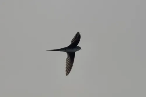 Fork-tailed Palm-Swift