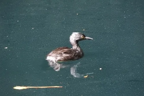 Least Grebe