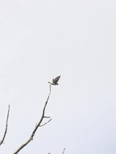 Chilean Swallow