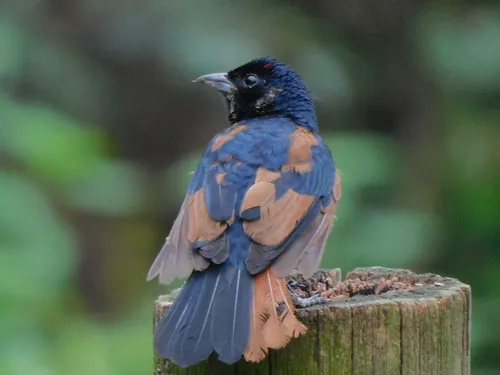 Ruby-crowned Tanager