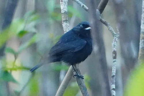 Red-shouldered Tanager
