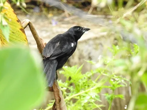 White-lined Tanager