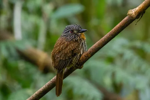 Spotted Puffbird