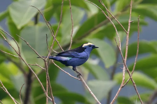 Saíra-opala