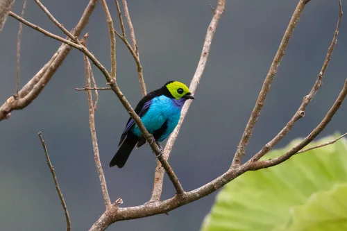 Sete-cores-da-amazônia