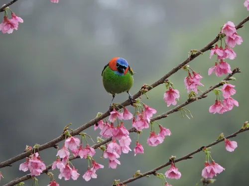 Red-necked Tanager