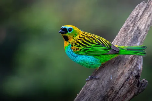 Brassy-breasted Tanager