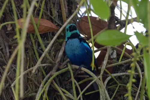 Seven-colored Tanager