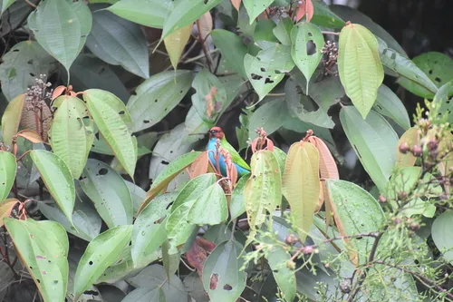 Bay-headed Tanager