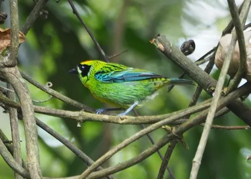Green-and-gold Tanager