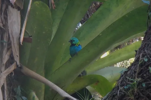 Green-headed Tanager