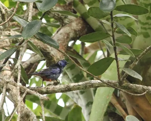 Opal-rumped Tanager