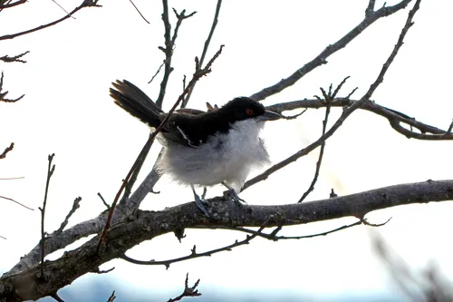 Great Antshrike