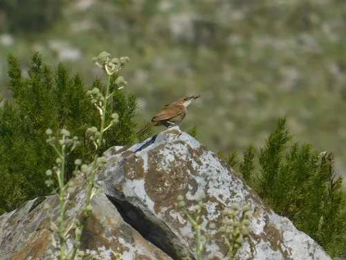 Chaco Earthcreeper