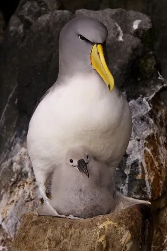 White-capped Albatross