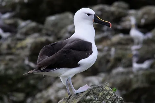 Albatroz-de-nariz-amarelo