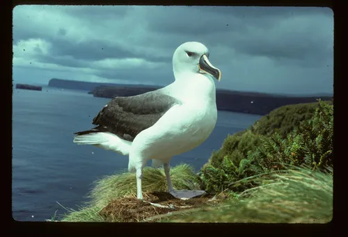 Gray-headed Albatross