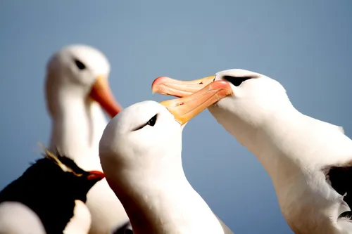 Albatroz-de-sobrancelha