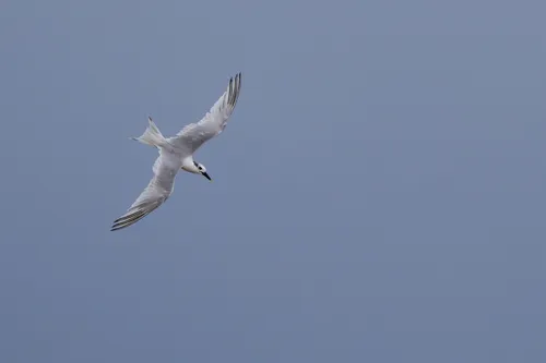 Cabot's Tern