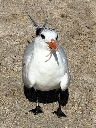 Royal Tern