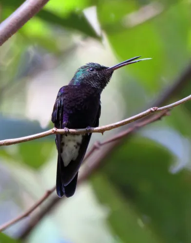 Beija-flor-tesoura-verde