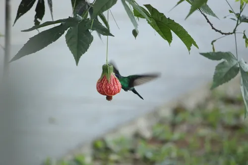Beija-flor-de-fronte-violeta