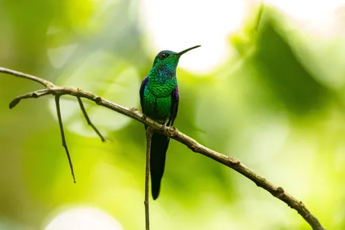 Beija-flor-de-costas-violeta