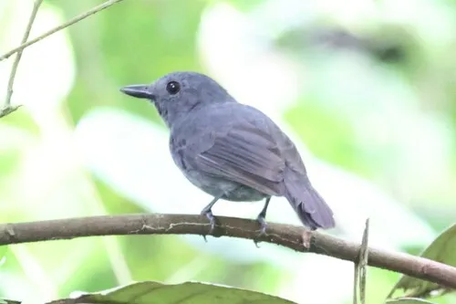 Uirapuru-de-garganta-preta