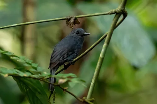 Cinereous Antshrike