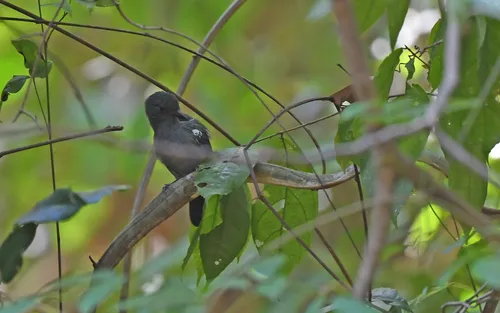 White-shouldered Antshrike