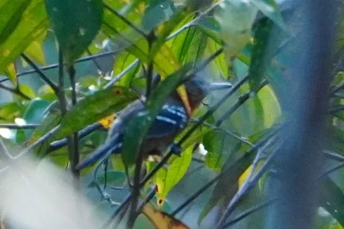 Amazonian Antshrike