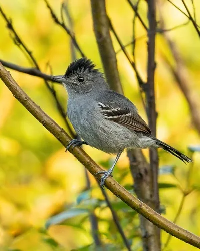 Variable Antshrike