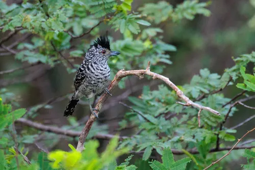 Caatinga Antshrike