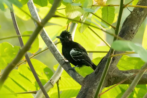 Castelnau's Antshrike