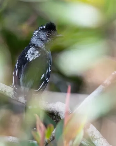 Streak-backed Antshrike