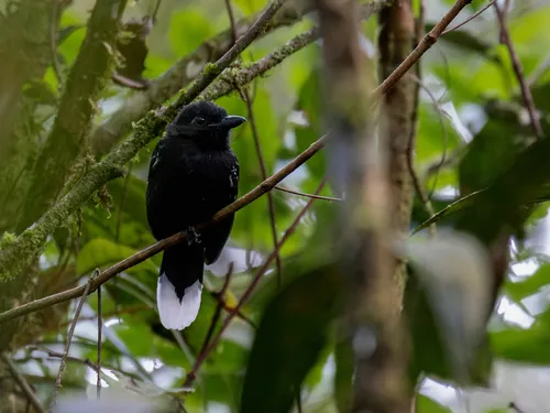 Band-tailed Antshrike