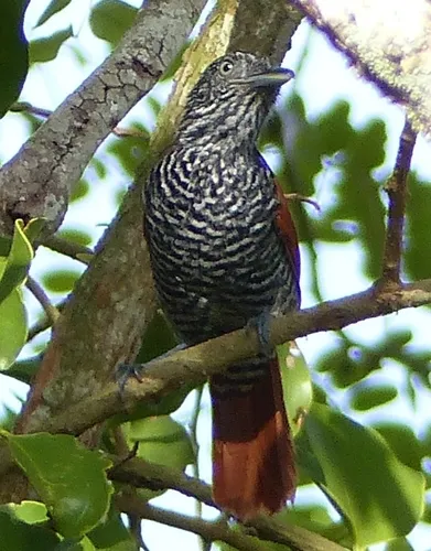 Chestnut-backed Antshrike