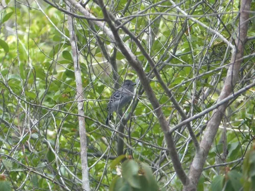 Planalto Slaty-Antshrike
