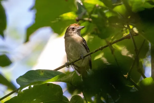 Northern Slaty-Antshrike