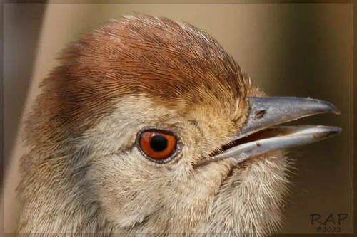 Rufous-capped Antshrike