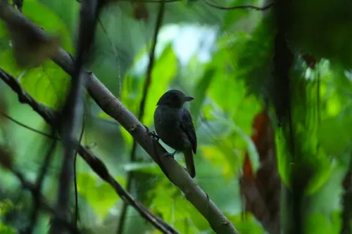 Plain-winged Antshrike