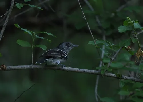 Bolivian Slaty-Antshrike