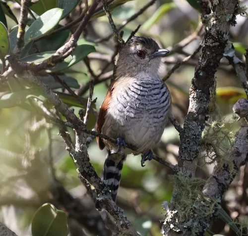 Choca-de-asa-vermelha