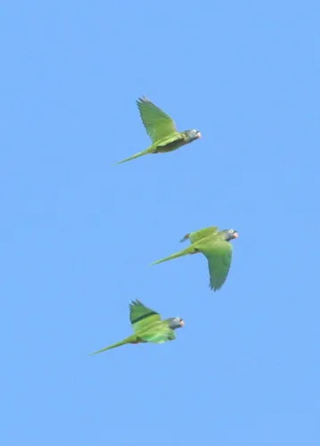 Aratinga-de-testa-azul