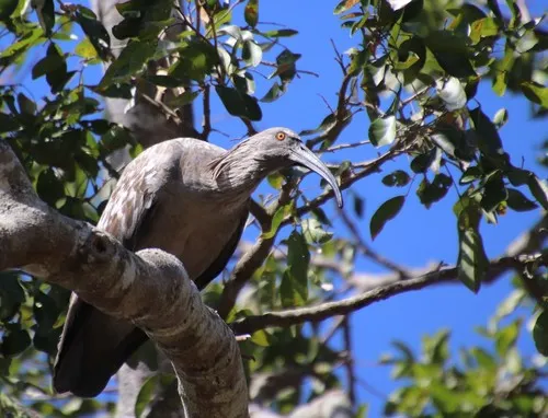 Plumbeous Ibis