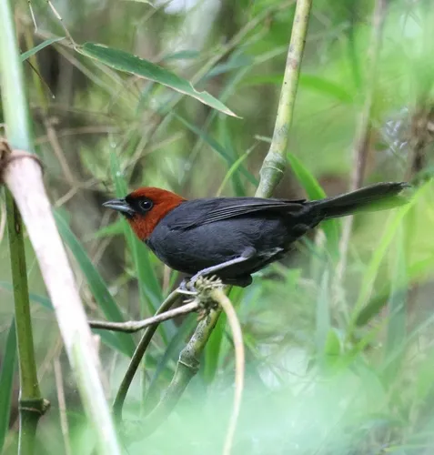 Cabecinha-castanha