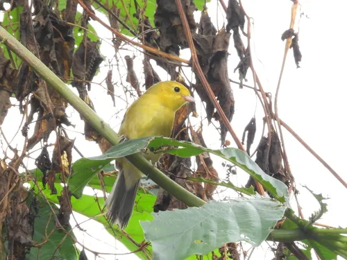 Orange-headed Tanager