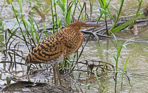 Rufescent Tiger-Heron
