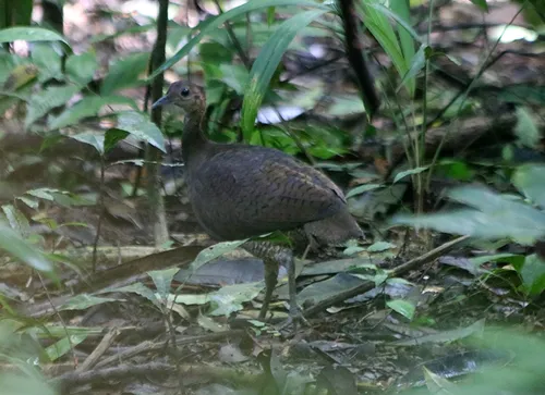 Great Tinamou