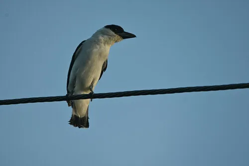 Black-crowned Tityra